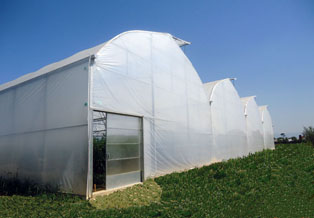 Big greenhouse